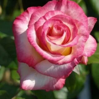Rose fast