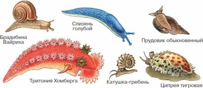 Представители класса брюхоногих моллюсков. Брюхоногие моллюски представители. Класс брюхоногие представители. Представители брюхоногих моллюсков 7. Морские представители типа брюхоногие моллюски.