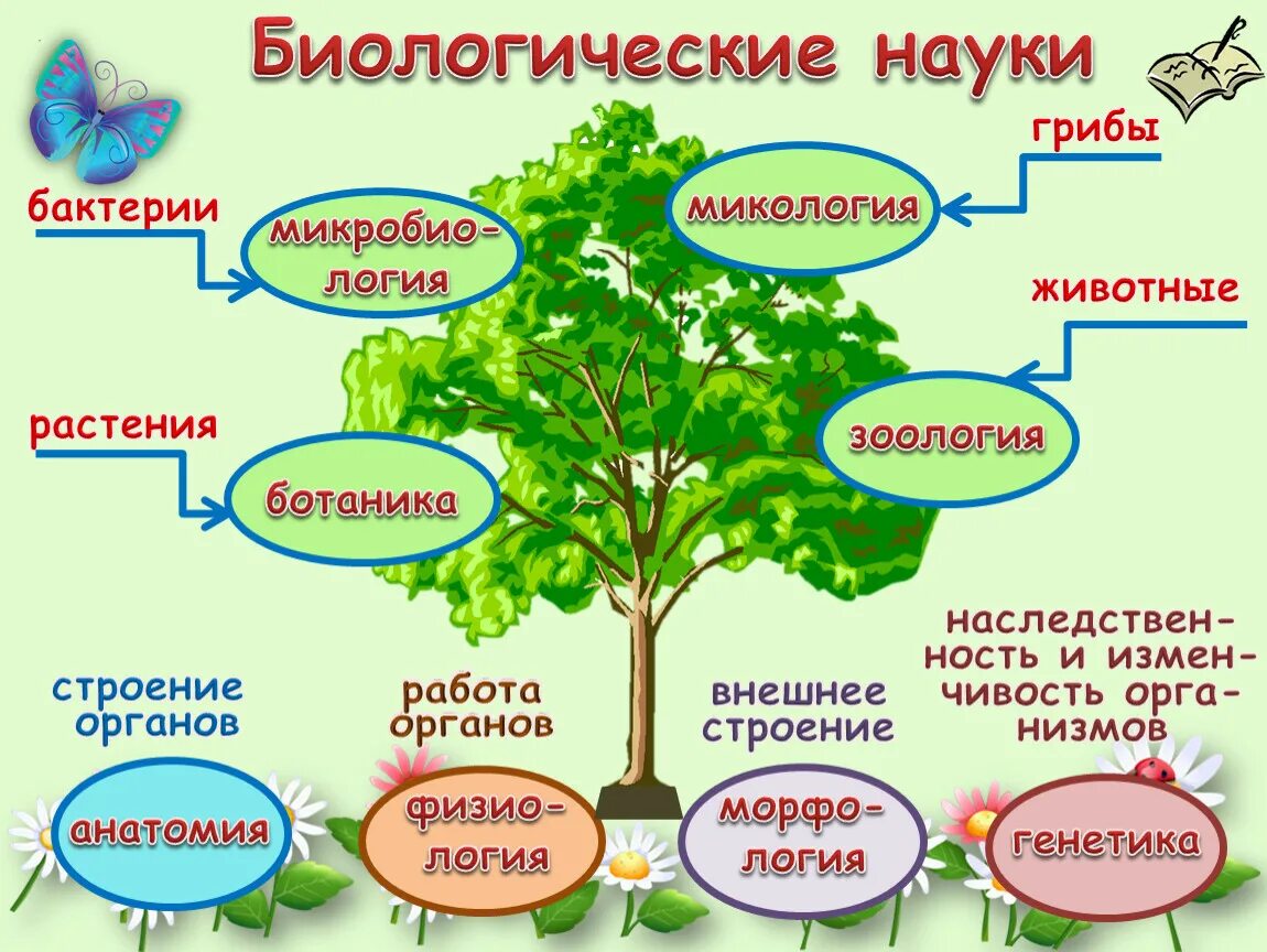 Важнейшая составная часть живого организма. Биологические науки. Небиологические науки. Биологические дисциплины. Биология наука о жизни.