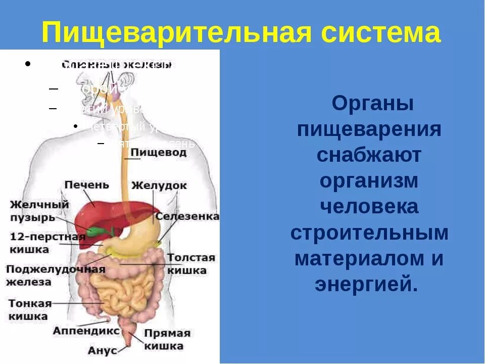 Строение пищеварительной системы орган, строение и функции. Пищеварительная система человека 4. Система пищеварения человека 3 класс. Проект пищеварительная система 3 класс.