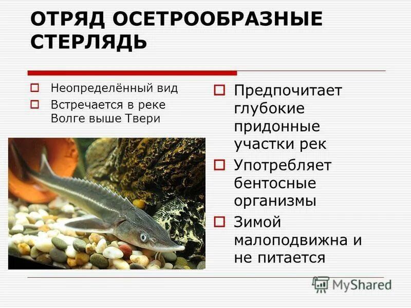Осетр белуга севрюга. Отряд осетрообразные - acipenseriformes. Класс костные рыбы отряд осетрообразные. Особенности внешнего строения осетрообразных. Внешнее строение осетрообразных рыб.