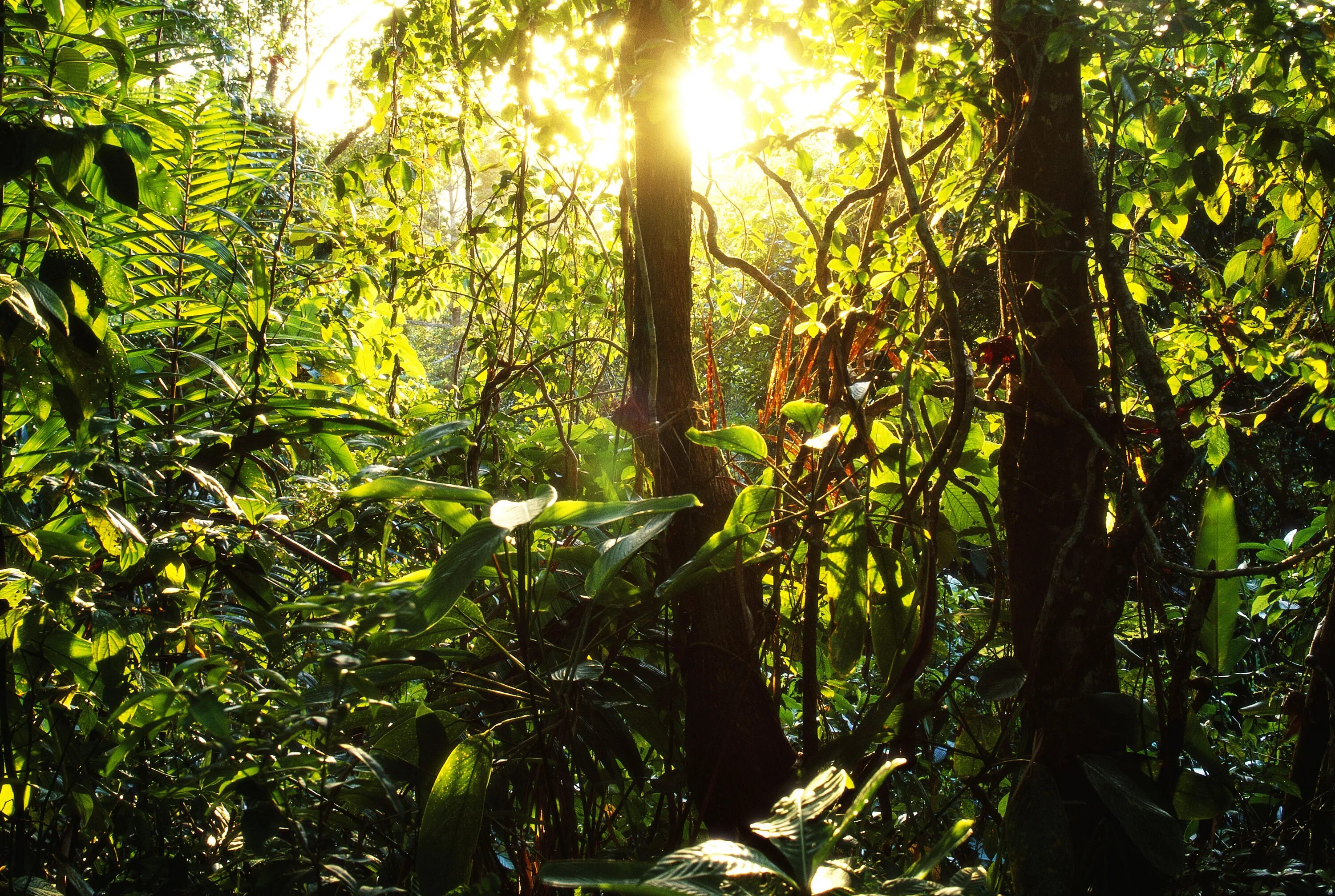 Вечнозелёные тропические леса Южной Америки. Муссонные леса Южной Америки. Тропикал Рейнфорест. Муссонные листопадные леса.