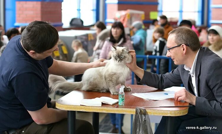 Первая в мире выставка кошек газета. Выставка кошек ижевск. Ижевская кошка. Всемирная выставка кошек. Питомник кошек в ижевске.