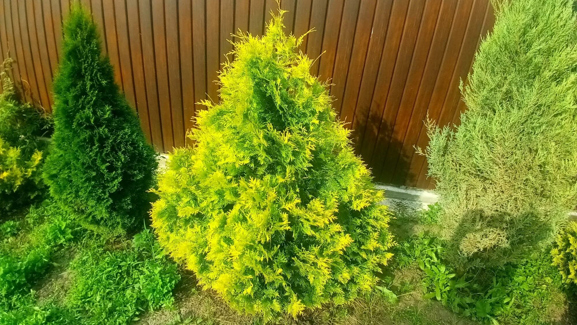 туя еллоу даймонд. туя западная yellow ribbon. туя западная йеллоу риббон. туя западная yellow ribbon (еллоу риббон). туя западная йеллоу риббон.