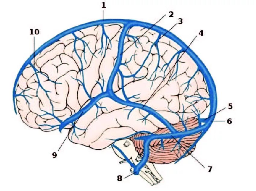 Верхние вены мозга. Синусы головного мозга анатомия. Отток крови от головного мозга венозные синусы. Вена Тролара и Лаббе. Вена Лаббе анатомия.
