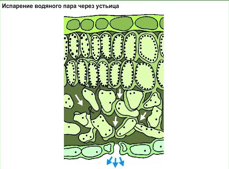 Тест испарение воды листопад. Устьичная транспирация растений. Устьичная транспирация рисунок. Устьичная транспирация схема. Строение листа транспирация устьице.