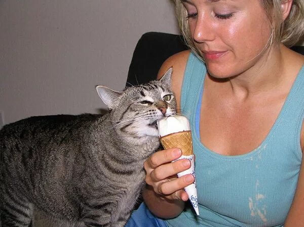Girl eat cat. Cat eating. Котики съедобные бамб ти. Girl eat cat. Кот и сливки.