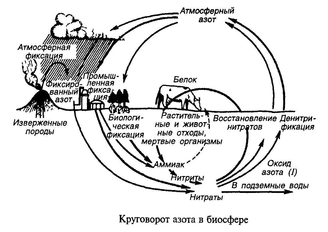 Круговорот азота. Круговорот азота в природе. Круговорот азота в природе схема. Биосфера круговорот азота в природе.