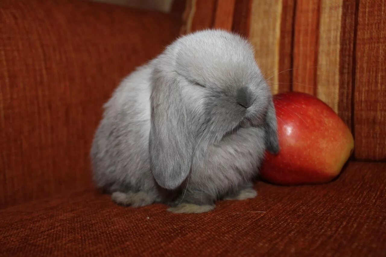 кролик карликовый хотот малыш. ангорский карликовый кролик. какие декоративные кролики. кролик огневка карликовая. какие декоративные кролики.