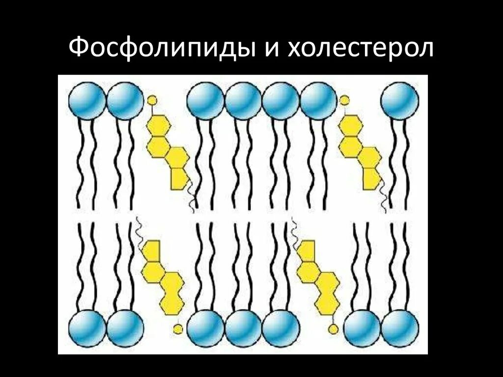 Фосфолипиды в воде. Холестерол фосфолипиды. фосфолипиды в крови. триглицериды и фосфолипиды. фосфолипиды и холестерин.