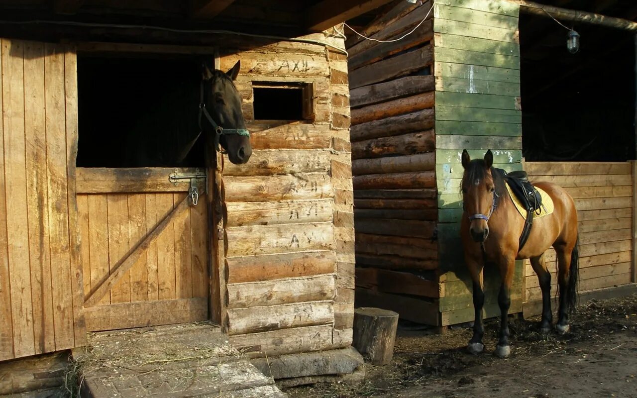 Старая конюшня. Деревенская конюшня. Конюшня в деревне. Деревенская конюшня для лошадей. Баня конюшня