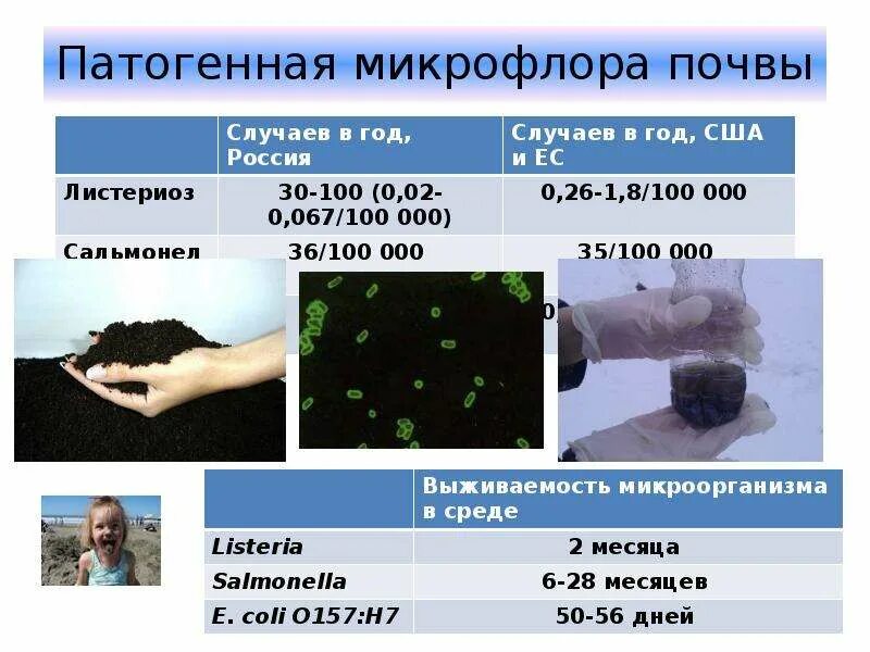 Инфекции в почве. Санитарная микробиология микрофлора почвы. Болезнетворные микроорганизмы в почве. Патогенные микроорганизмы почвы. Патогенная микрофлора почвы.