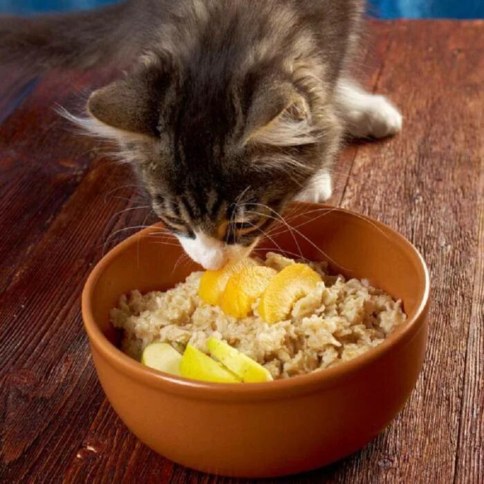 Еда для кошек. Котик с едой. Еда для котят. Натуральная еда для кошек. Кошке можно давать яйцо