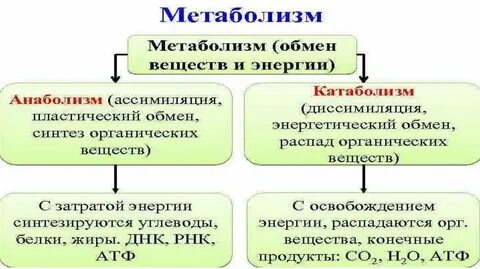 Какова взаимосвязь пластического и энергетического