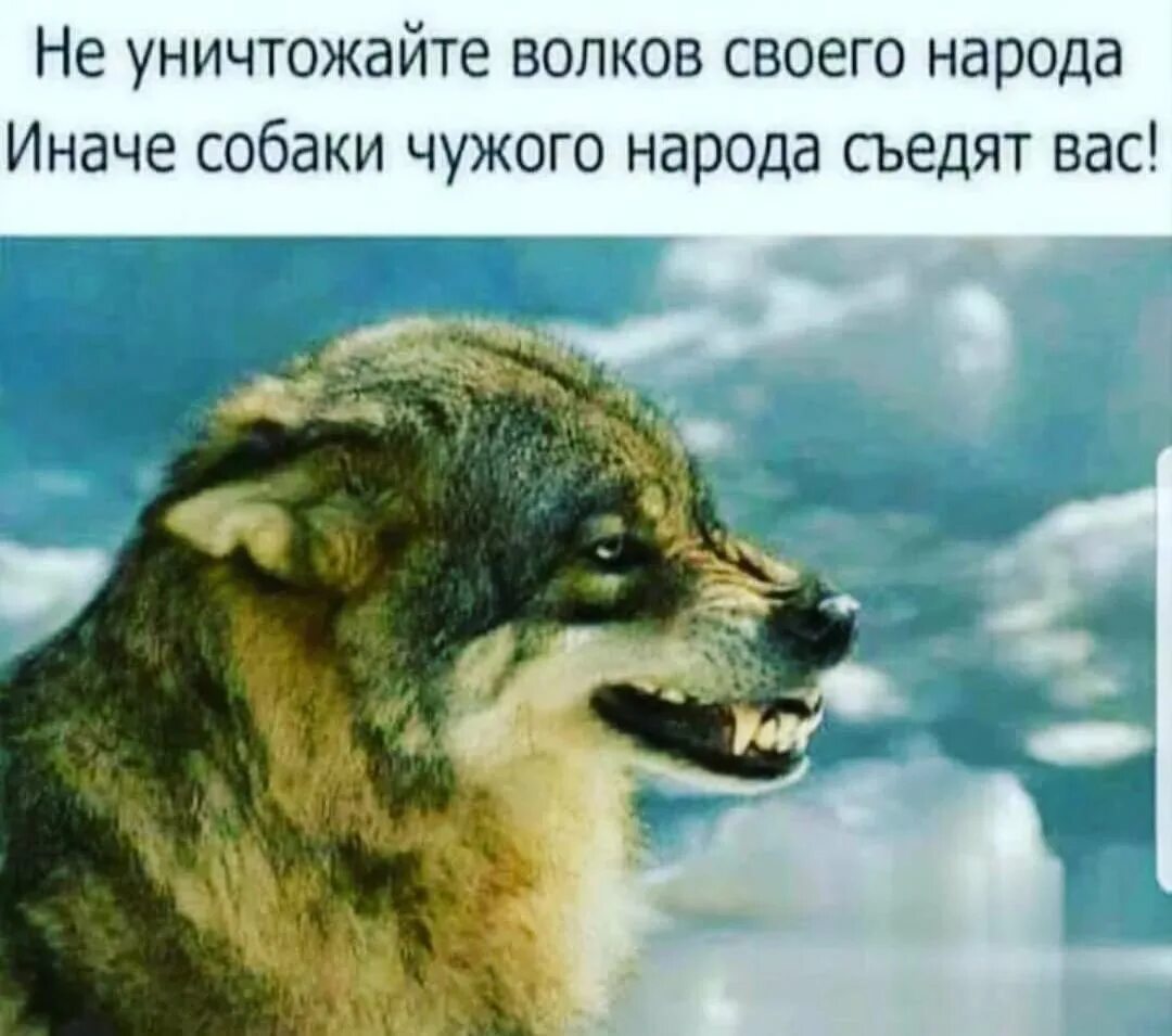 Чуждые народов. Не уничтожайте Волков своего народа. Не убивайте Волков своего народа. У каждого волка свой интерес.