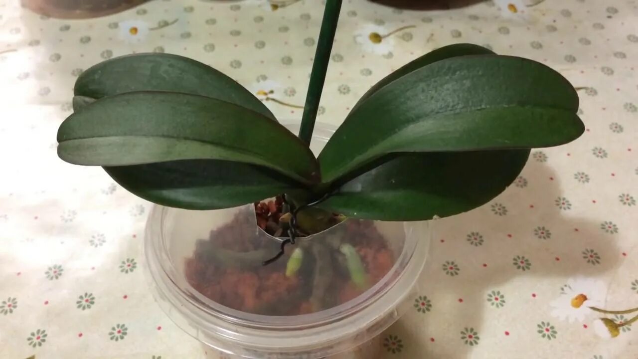 Орхидея фаленопсис реанимация. Орхидея фаленопсис корни.