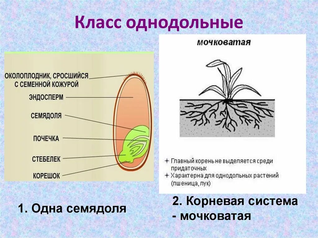 Каким номером на рисунке обозначено однодольное