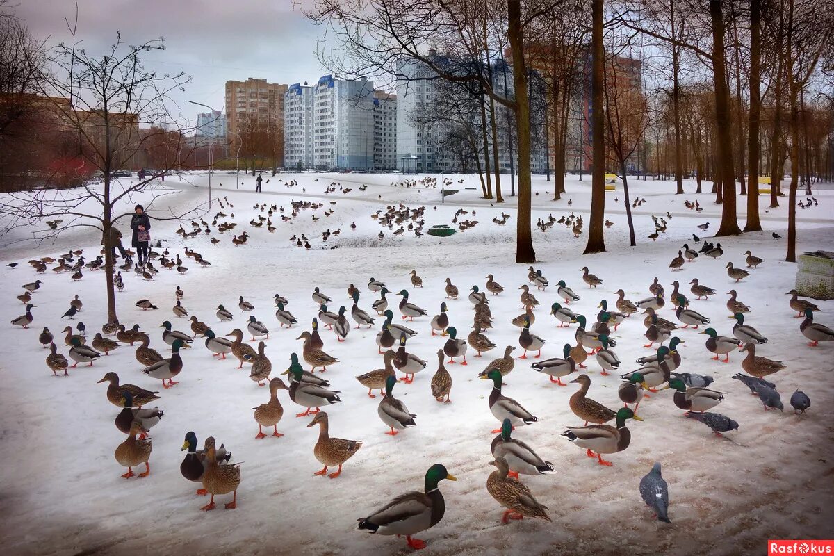 Пернатые в парках. Птицы в парке. Птицы городского парка. Птицы в городском парке. Птицы в парках Зеленоград.