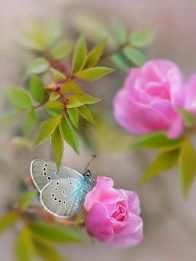 I a beautiful flower. Нежный цветок. Бабочка на цветке. Очень красивые нежные цветы. Нежные яркие цветы.