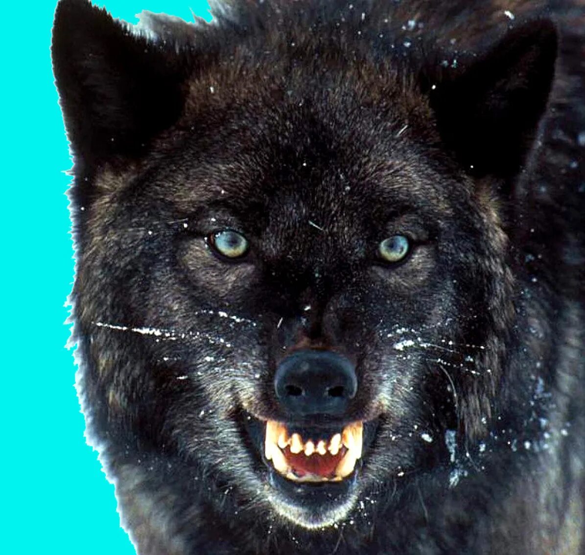 волчонок логотип. кристоф вульф актер. вульф 5 букв. американская тундровая овчарка. кристоф вульф.