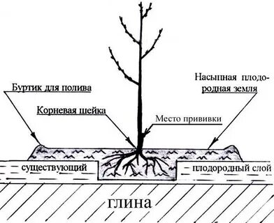 Как правильно посадить грушу
