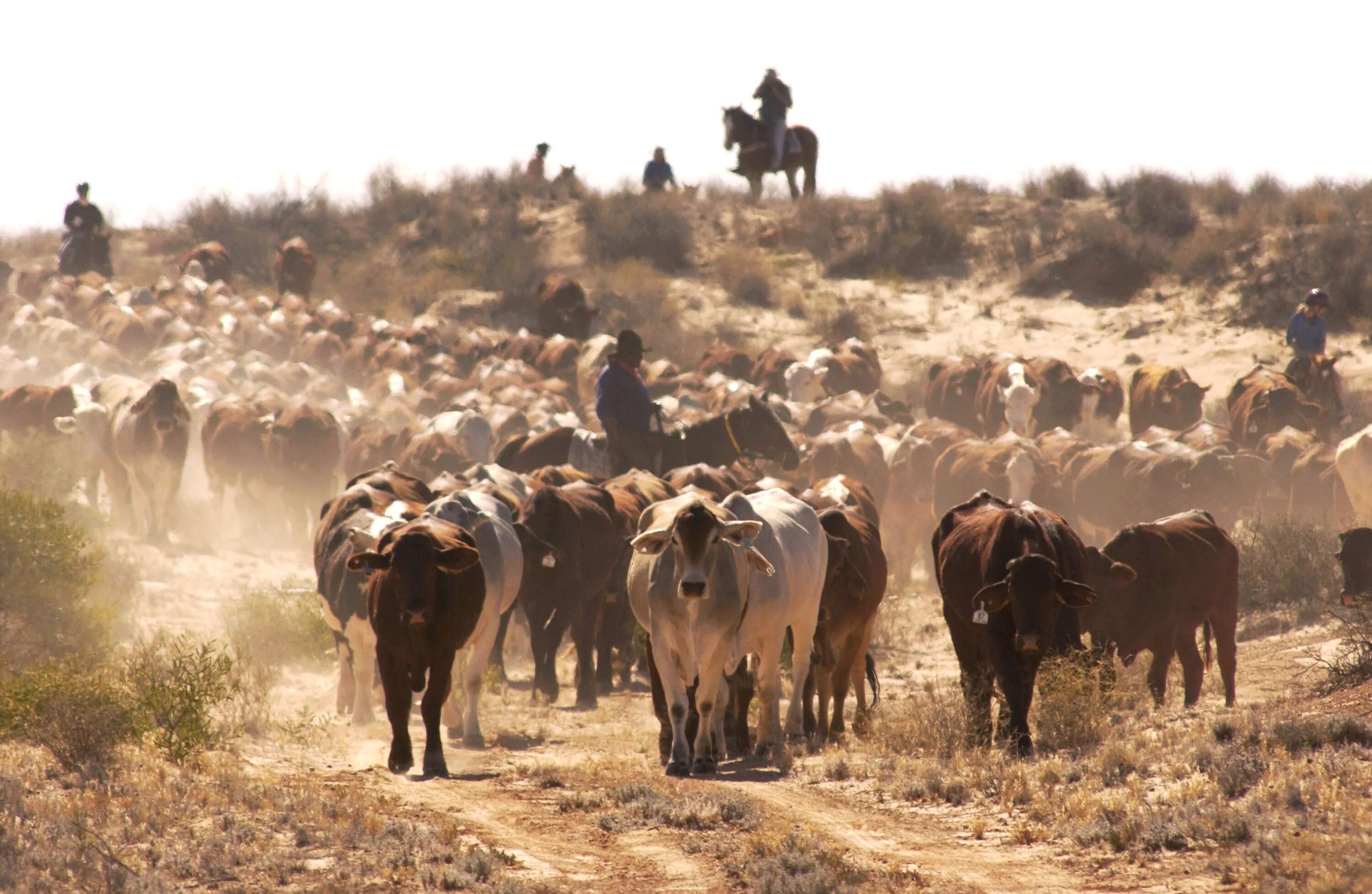 Human cattle