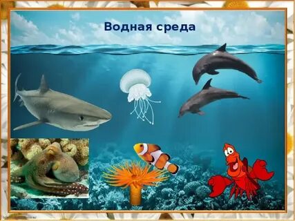 Водная среда обитания рисунок