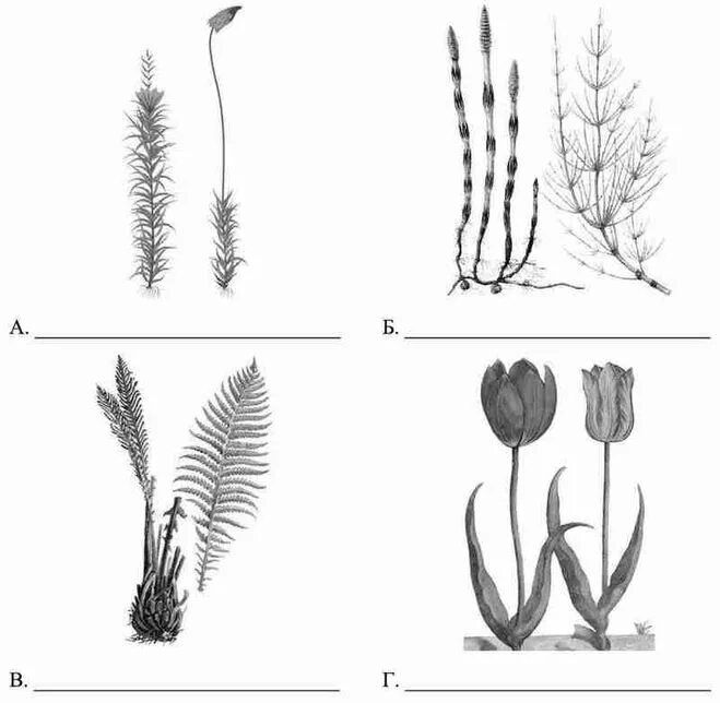 Подпишите их названия плауновые однодольные двудольные хвойные. Однодольные листостебельные мхи. Однодольные листостебельные мхи папоротниковые Хвощовые. Листостебельные мхи ВПР. ВПР двудольные папоротниковые листостебельные мхи Хвощовые.