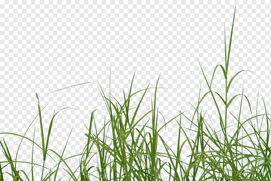 Grass plant. Трава на переднем плане. Трава на прозрачном фоне. Трава для фотошопа. Травинка на прозрачном фоне.