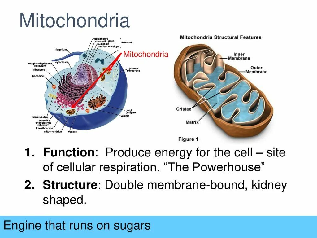 В каких клетках находится митохондрия. Митохондрии функции. Mitochondrion structure. Митохондрии это кратко. Mitochondria: the Cell's Powerhouse.