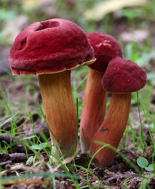 Гриб моховик ложный. Моховик красный xerocomus rubellus. Гриб моховик красный. Маховик красный гриб. Гриб моховик красный.