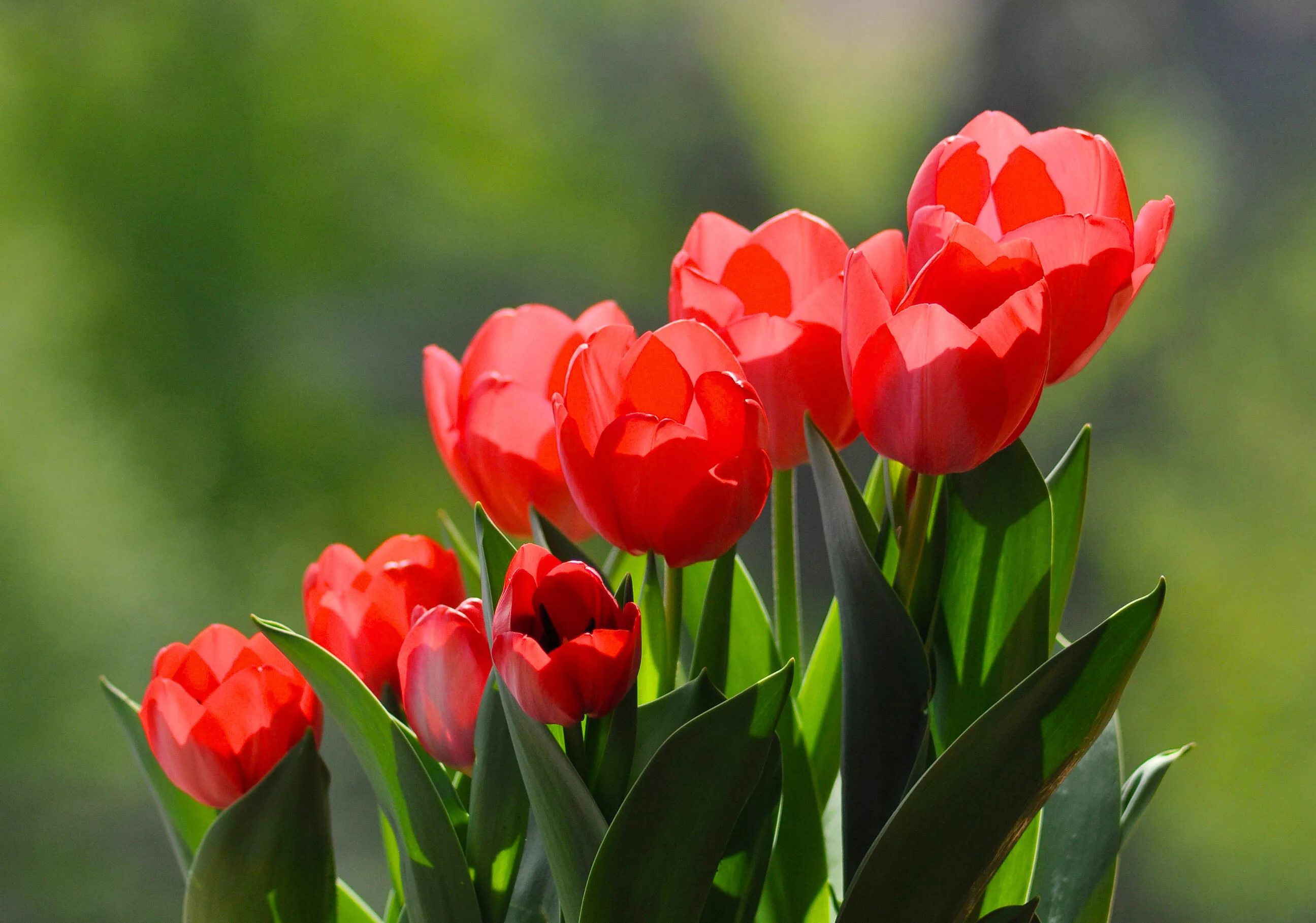 Красные тюльпаны красиво. Тюльпан красный Крокус. Тюльпан многоцветковый Акилла. Тюльпан Бастер ред.