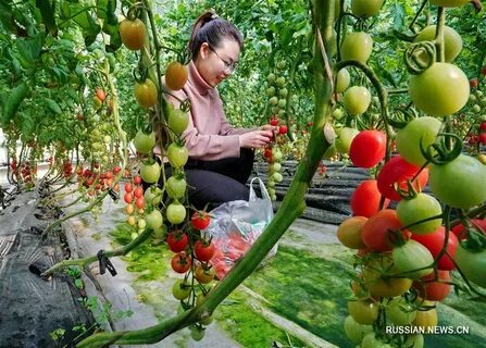 Выращивание овощи фрукты