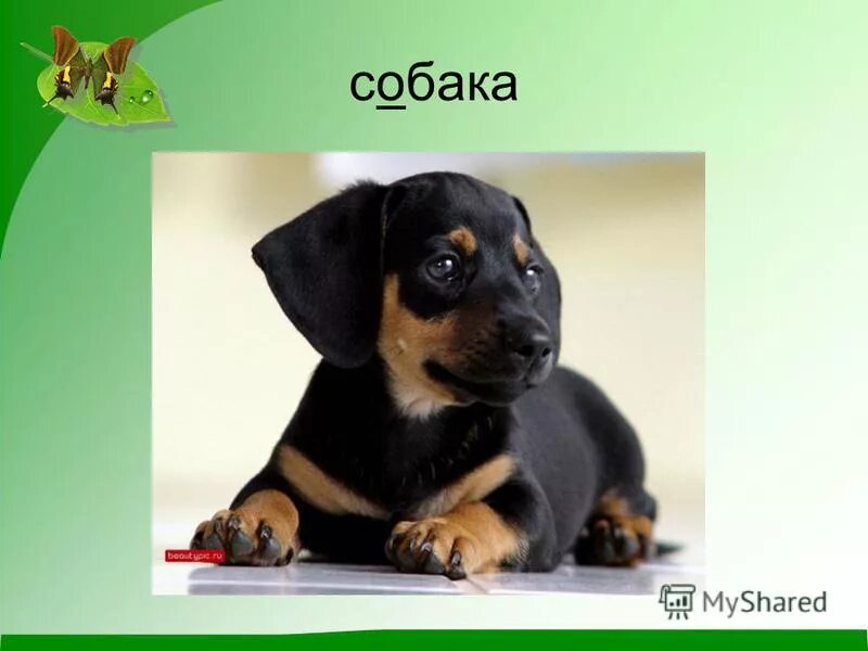 Окружающий мир собаки. Купите собаку токмакова. Собака 1 класс урок. Собака 1 класс урок. Собака для презентации.