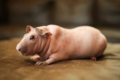Pig rabbit