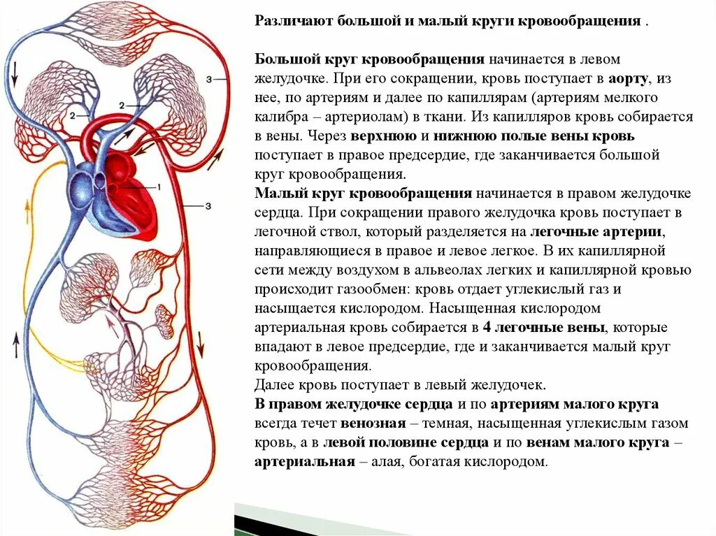 Кровообращение человека последовательность. В большой круг кровообращения кровь направляется из. Малый и большой круг кровообращения человека схема кратко. Схема большого круга кровообращения в организме человека. Путь малого круга кровообращения схема.