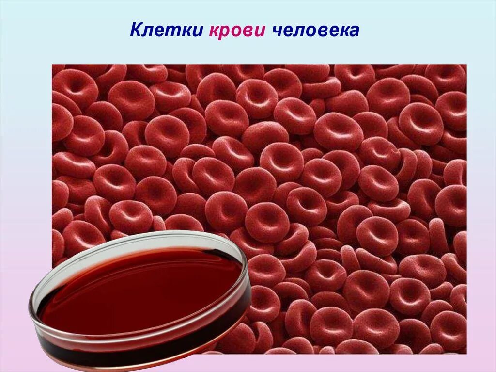 Кровяные клетки человека