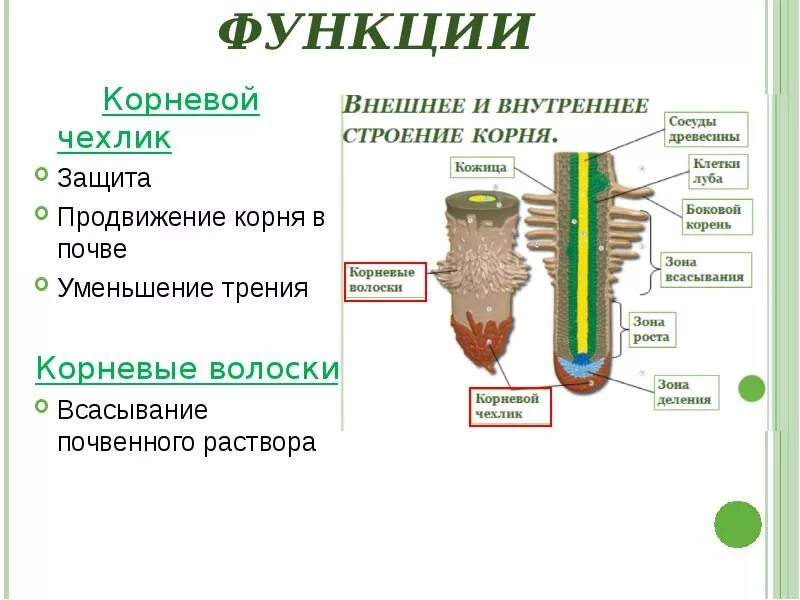 Каково значение корневого. Корневые волоски функции 6 класс биология. Функции корневого волоска биология 6. Корневые волоски строение и функции. Корневой чехлик и корневые волоски.