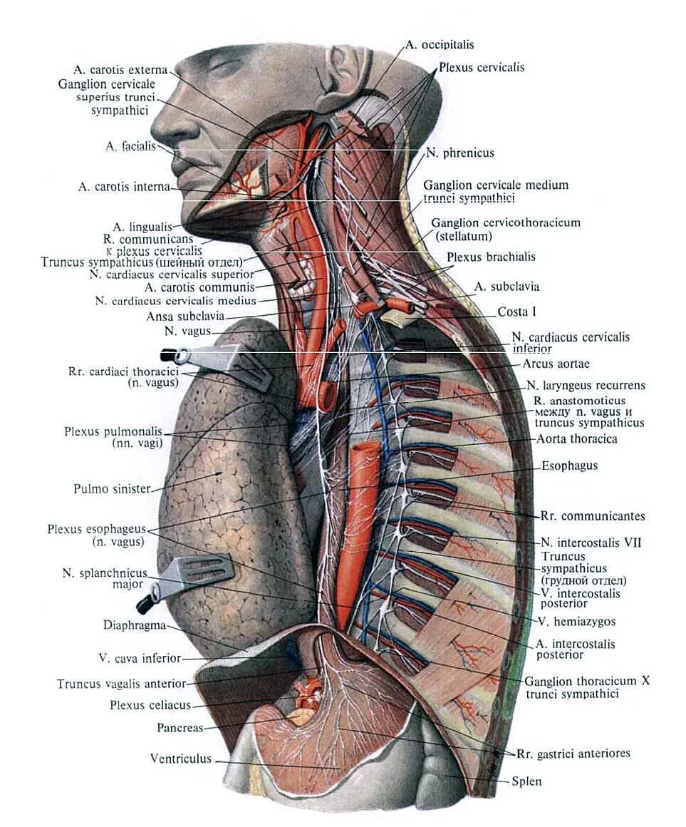 Нерв пищевода. Блуждающий нерв Синельников. Блуждающий нерв грудной отдел. Вагус в грудной полости. Блуждающий нерв анатомия атлас.