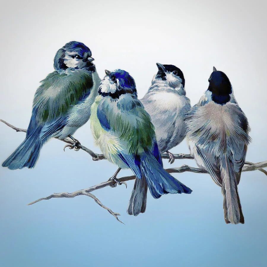 Красивые птички. Голубая сиалия. Группа птиц в цвете. Голубая грандала птица. Много разных птиц.