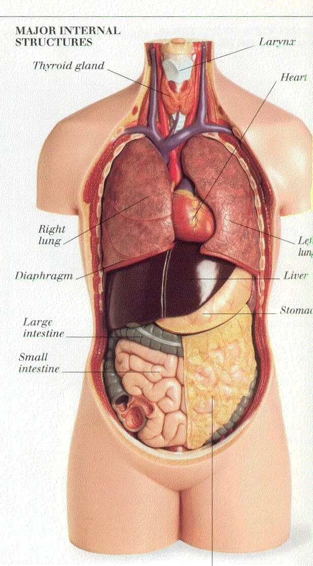 Внутренние органы. Органы человека. Внутренние органы человека. Человеческий организм. Фото анатомии человека женщин внутренних органов