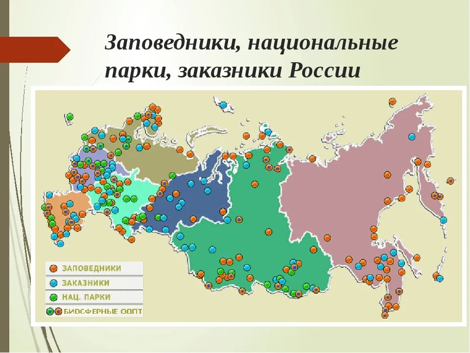 Сколько парков в россии. Особо охраняемые природные заповедники России. Заповедники и национальные парки России карта. Сколько в России заповедников,заказников,национальных парков. Заповедники национальные парки заказники России на карте.