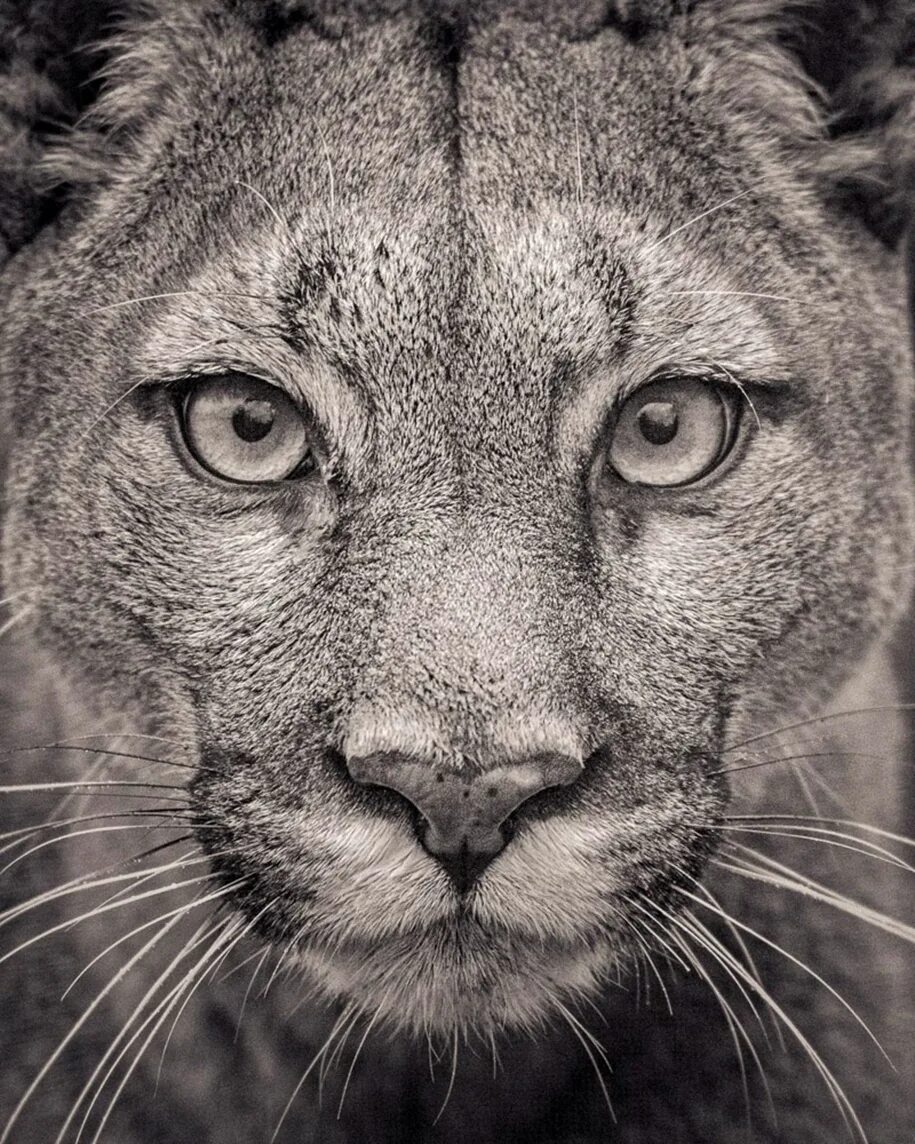 Издающие виды животных. Животные из красной кге. Численность видов животных. Исчезновение видов животных. Животные коллаж.