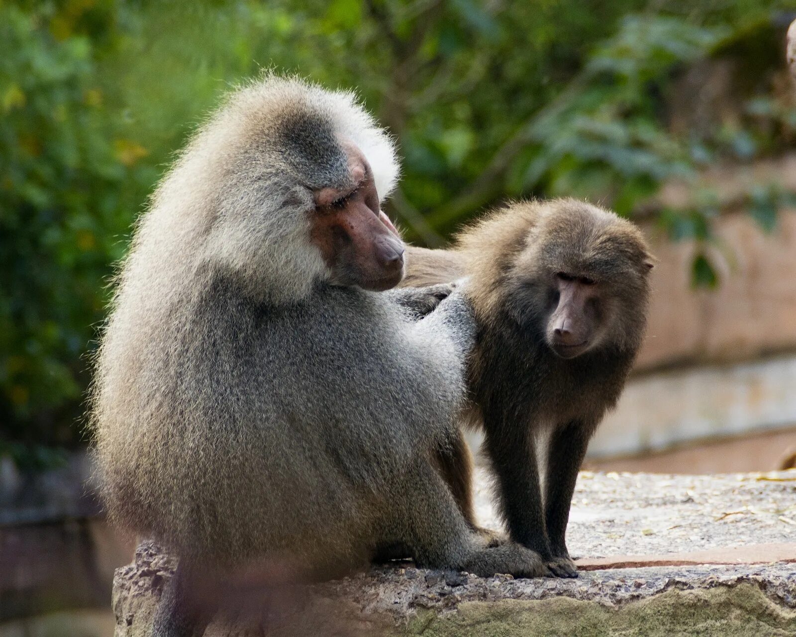 Mandrillus leucophaeus. павиан анубис. камерунский павиан. камерунский павиан дрил. камерун павиан.