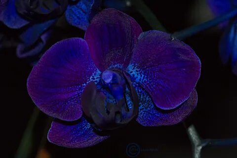 Orchidée bleu naturelle