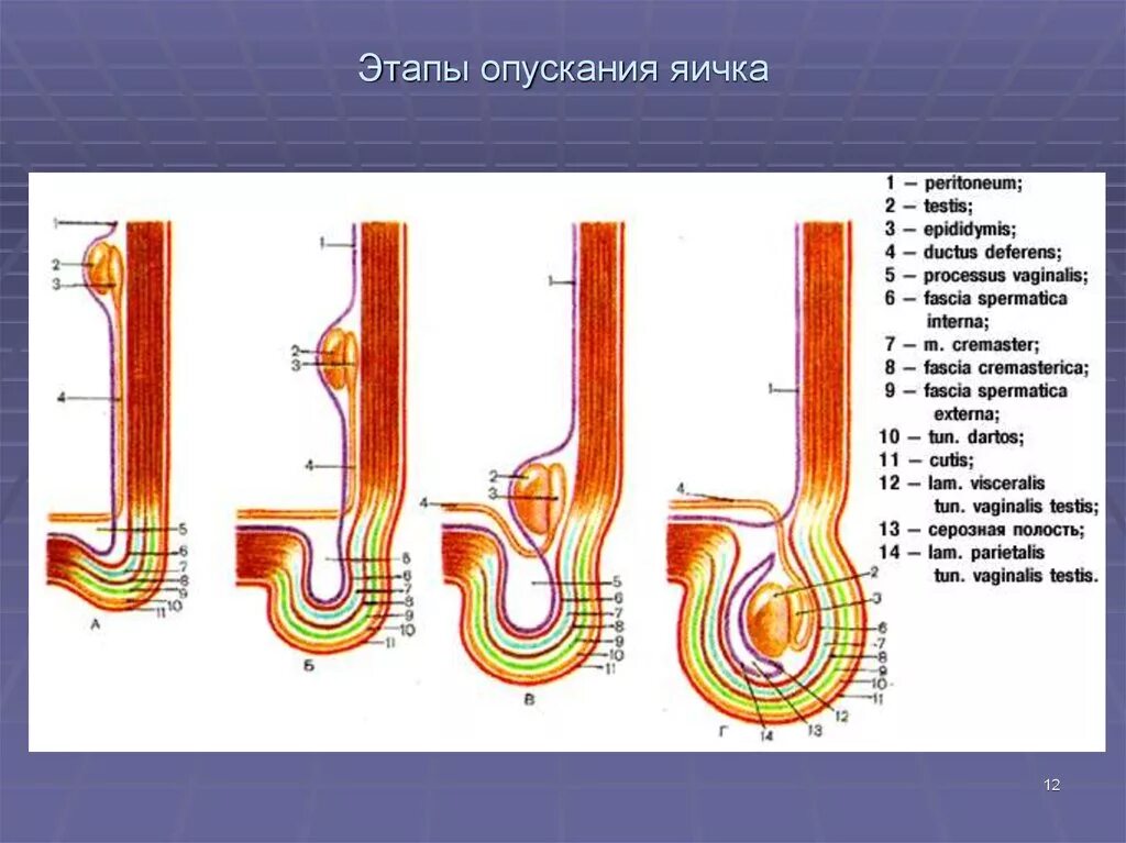 Процесс опускания яичка в мошонку анатомия. Этапы опускания яичка схема. Формирование оболочек яичка топографическая анатомия. Процесс опускания яичка. Не опускаются яички что делать