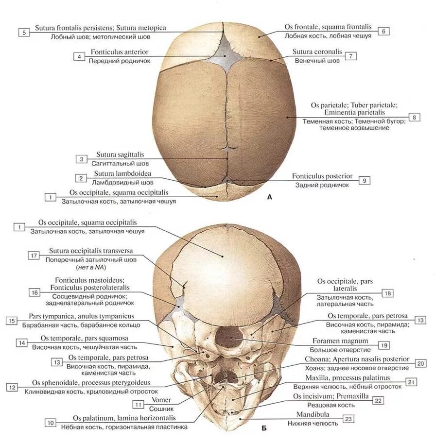 Теменная и затылочная кости тип соединения. Швы черепа вид сбоку. Сагиттальный шов черепа новорожденного. Кости черепа новорожденного роднички.