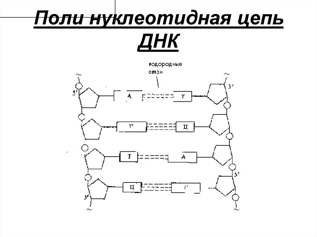 Расплетание цепей днк. Нуклеотидная цепь ДНК. Нуклеотидная цепь рисунок. Строение нуклеотидной цепи ДНК. Схема построение нуклеотидной цепи.