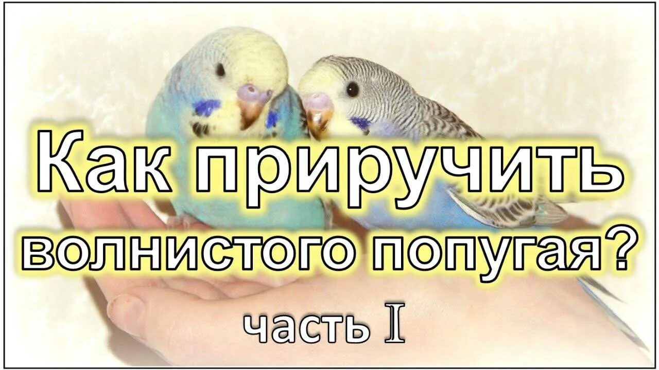 Как приручить попугаю. Приручение попугая к рукам. волнистый попугай приручение. как приручить волнистого попугая. как приручить волнистика.
