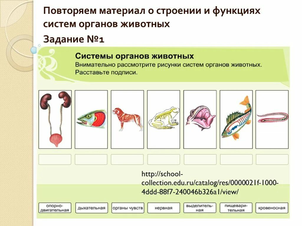 Эволюция строения и функций. Строение животного и система органов. Особенности строения систем органов животных. Система органов животных 6 класс биология. Системы органов животных 5 класс биология.